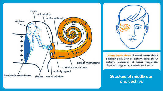 中耳和耳蜗结构