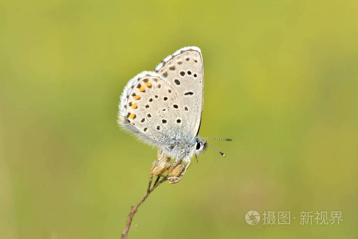 在一朵野花的常见蓝 Polyommatus icarus 蝴蝶