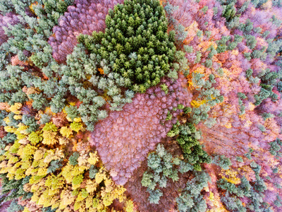 多彩的秋天森林的鸟瞰图