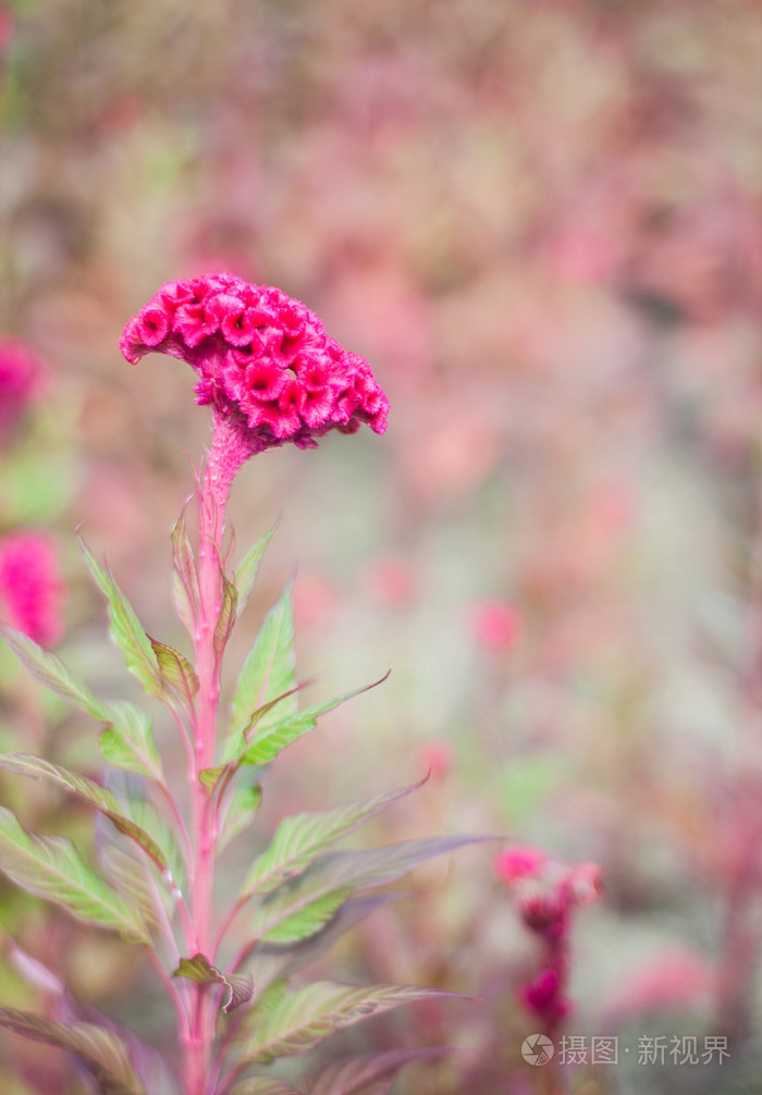 羽毛的粉红色鸡冠花花