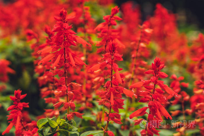红丹参芨芨草花