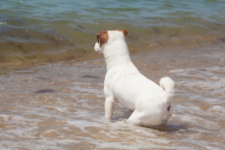 纯种狗杰克罗素梗犬起