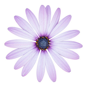 白色与裁剪 p 一个孤立的蓝色 osteospermum 朵雏菊花