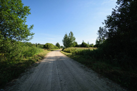 在森林里的乡村道路