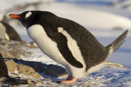 巴布亚企鹅在鸟巢附近拉屎的人照片