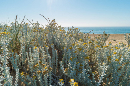 视图的海滩。在沙丘上生长的植物。大海和蓝天