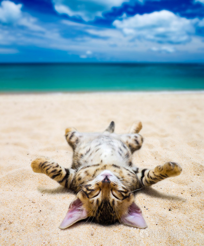 海滩上的猫照片-正版商用图片0vbfd9-摄图新视界