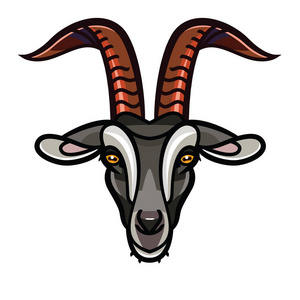 孤立在白色背景上的羊头照片