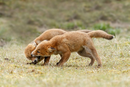 两只红狐狸幼崽