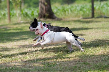 法国斗牛犬