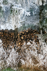 冷冻与柴树