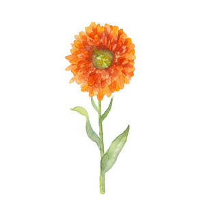 万寿菊万寿菊图片