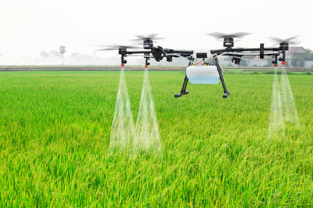 农业无人机飞到喷肥在稻田里