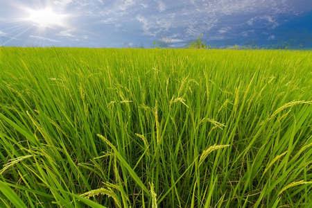 作物天农田图片