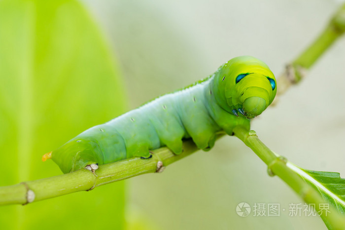 绿色的毛虫