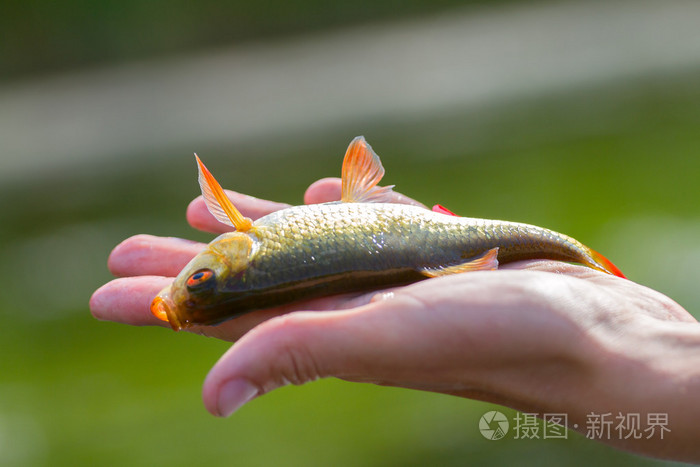 抓鱼陆克文在掌上钓鱼