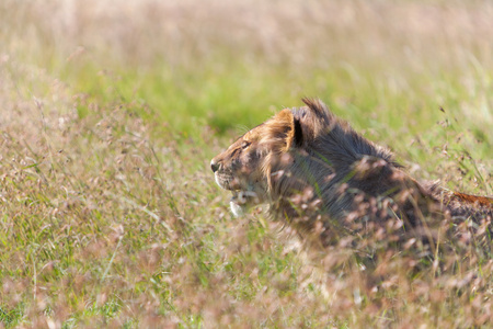年轻母狮在热带稀树草原草背景