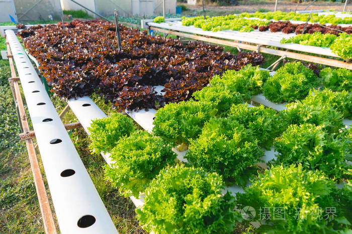 绿色水培蔬菜农场卫生照片-正版商用图片0vbpwi-摄图新视界