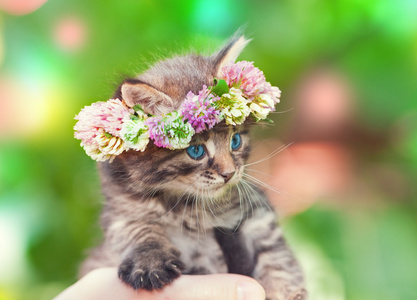 小猫与三叶草花环加冕