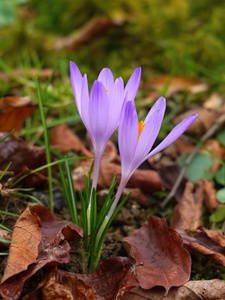 藏红花花卉