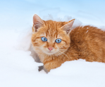 可爱的红色小猫在雪中