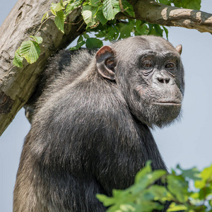 树在警卫的黑猩猩肖像