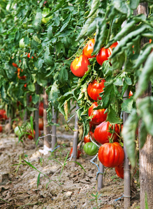 西红柿植物图片