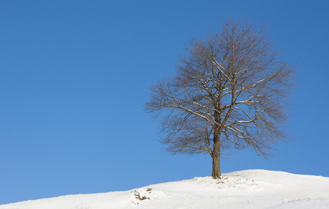 冬天的风景树雪与蓝蓝的天空