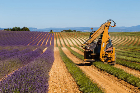 薰衣草田，valensole，普罗旺斯，法国薰衣草花香