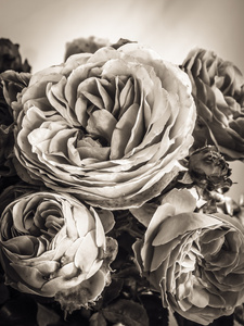 棕褐色的玫瑰照片