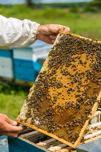 养蜂人在工作。蜜蜂在蜂巢上。帧的蜂巢