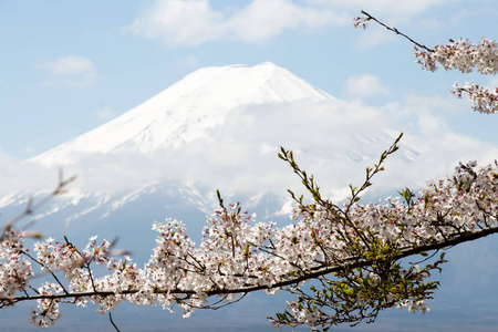 用樱花盛开的作为前景色为背景的日本富士山