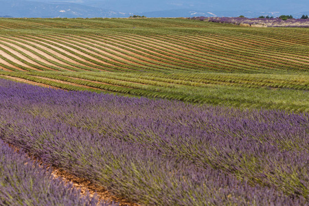 薰衣草田，valensole，普罗旺斯，法国薰衣草花香