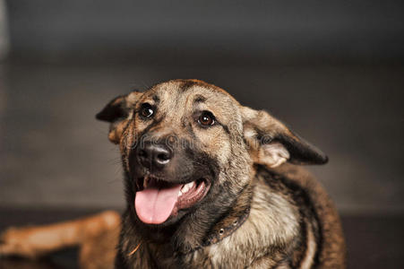 杂交幼犬