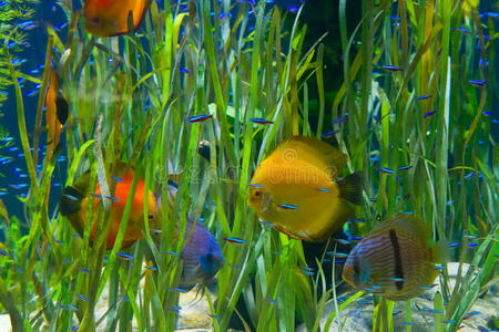 种植鱼类的热带水族馆