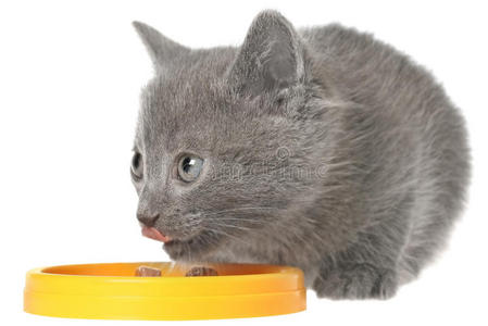 灰色小猫吃黄色碗里的猫粮。