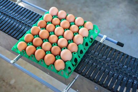 运输装有新鲜鸡蛋的板条箱的传送带