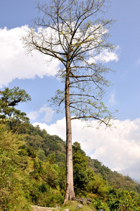 喜马拉雅山脉的一棵大树