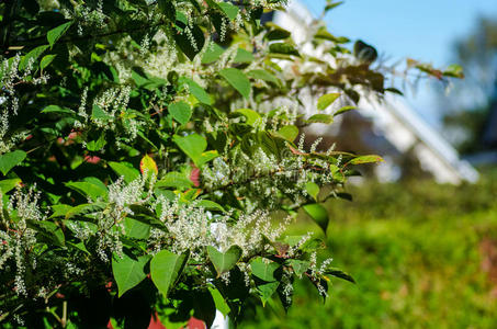 日本结缕草照片
