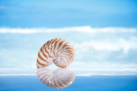 小型鹦鹉螺壳与海波海的反射