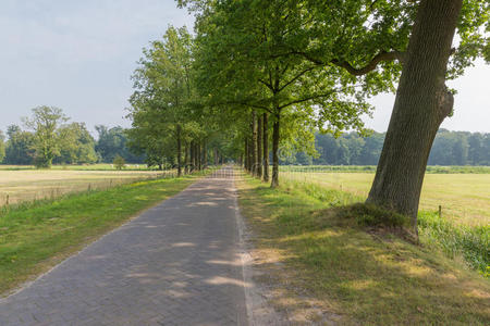 荷兰景观，铺有石头的乡村道路和树木