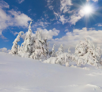 白霜白雪覆盖的树木