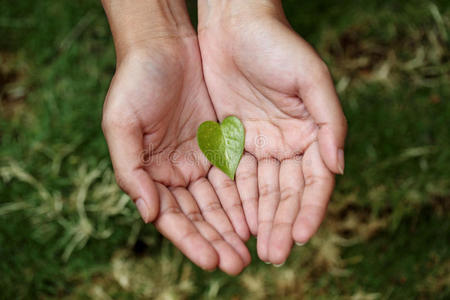 捧水手双手捧着心形的绿叶照片