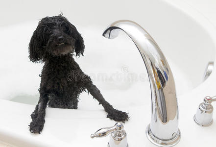 大浴缸里的小狗