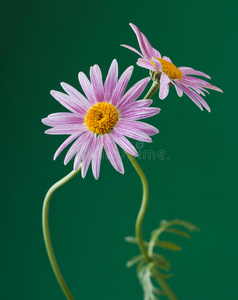 紫米迦勒雏菊图片