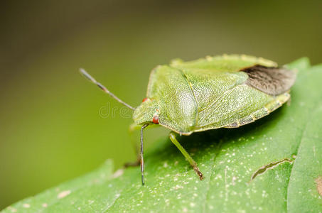 绿带盾蝽或臭虫