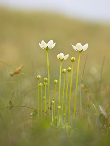 苍耳小花图片