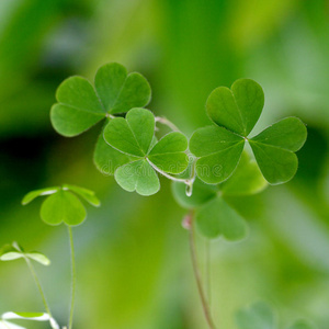 鲜绿色三叶草照片