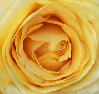 巨黄玫瑰
