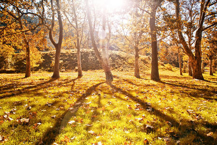 阳光明媚的秋日公园，地上有黄叶